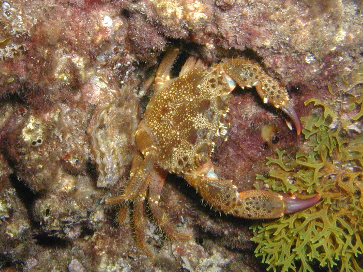 Eriphia verrucosa